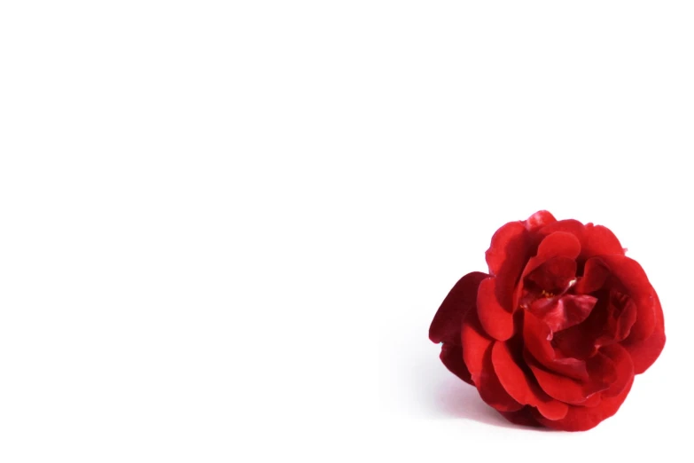 a red flower sits on the edge of a white wall