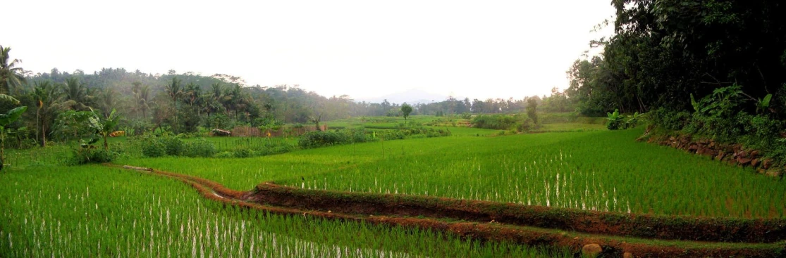 an area with a green field, trees and grass that looks like it has been cut off