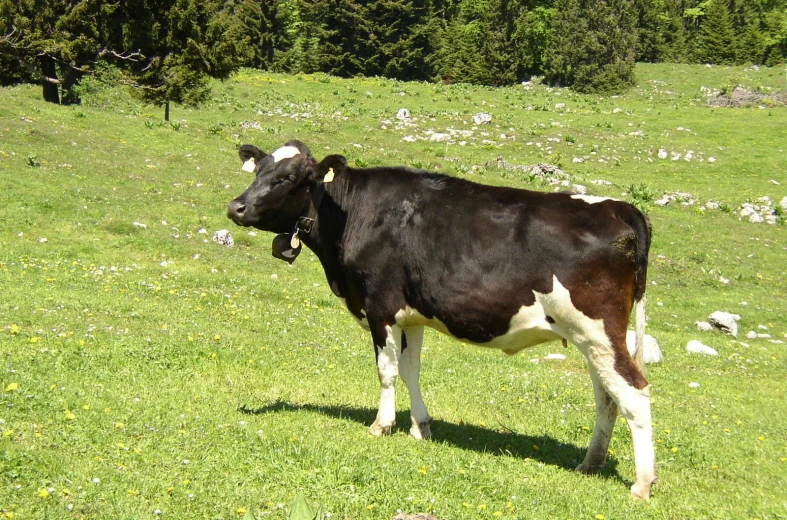 a cow is standing in the middle of a grassy field