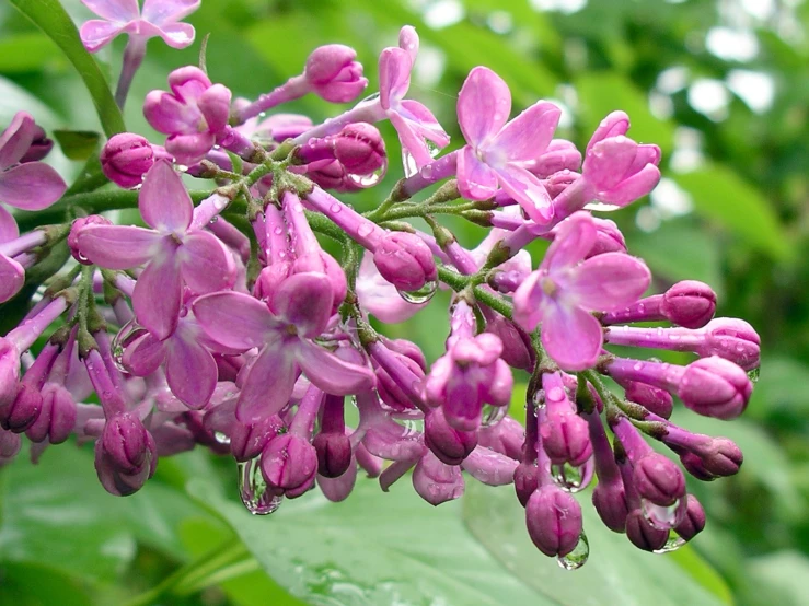 a bunch of purple flowers with green leaves