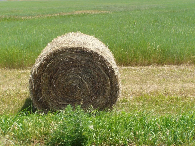 two bales of hay in a field near grass