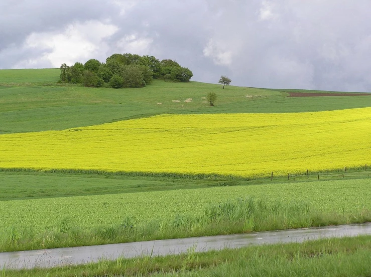 a field of flowers and water is next to a river