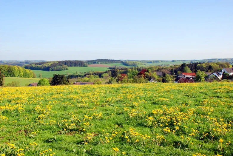 a grassy field with yellow flowers on it