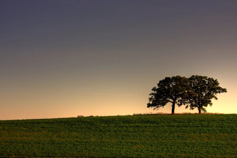 a lone tree standing in a field during sunset