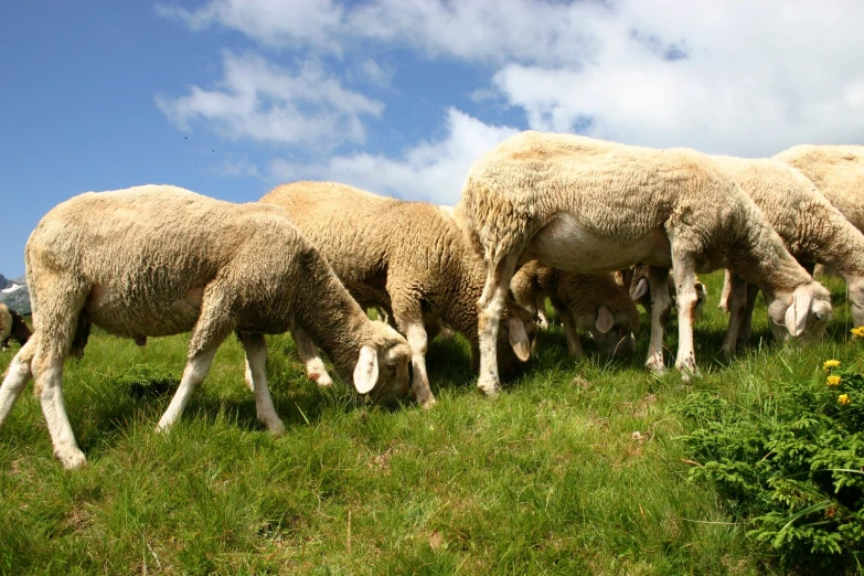 the sheep are eating grass with the sky in the background