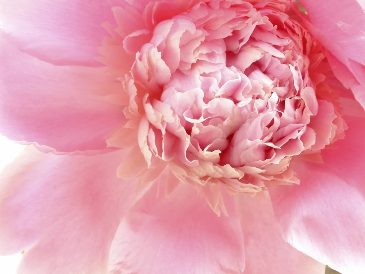 close up of a pink flower on a white background