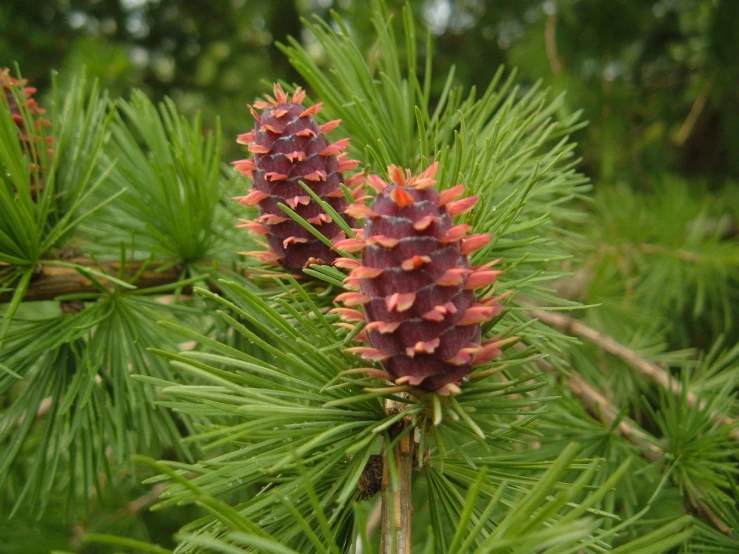 a close up view of a pine blossom