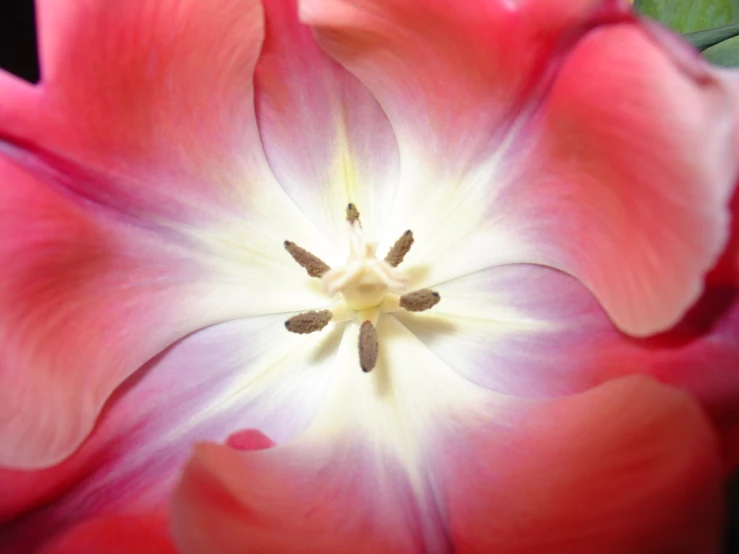 closeup of the center of a pink and white flower