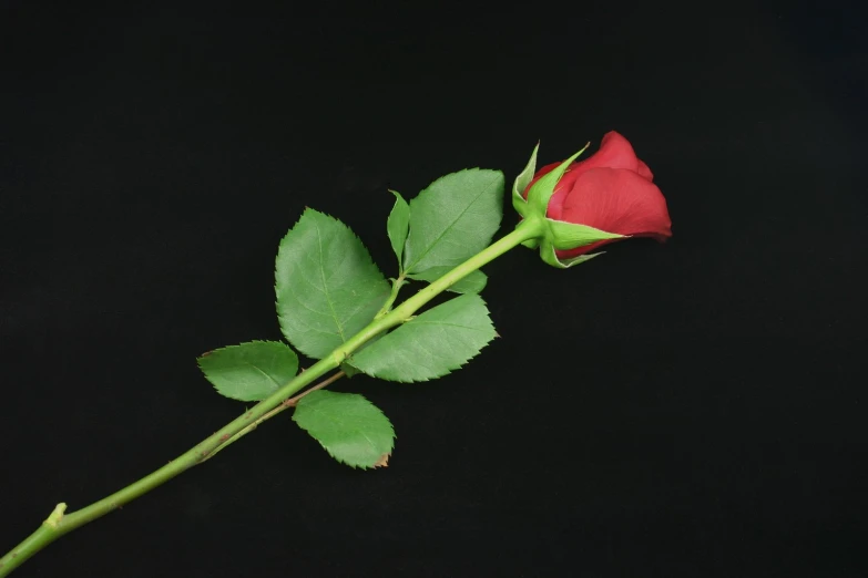 a single rose bud laying on top of it