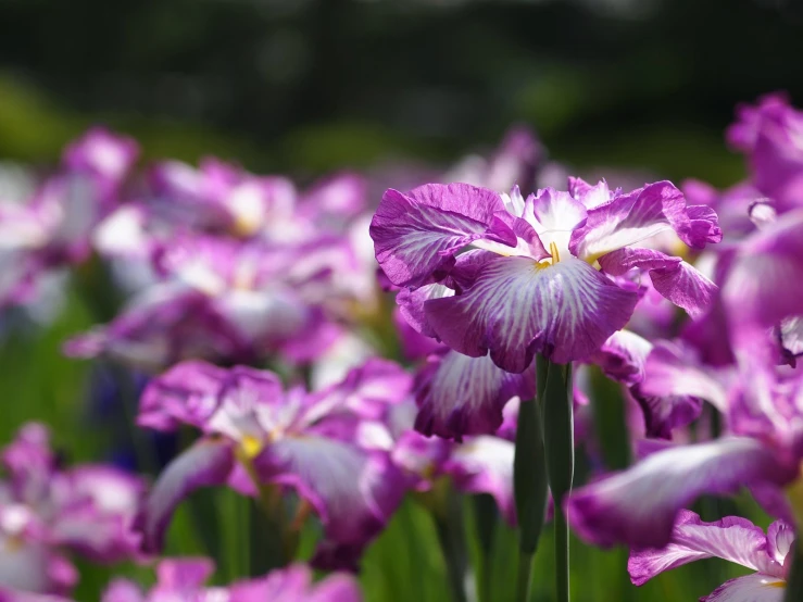 a close up s of a large bunch of purple flowers