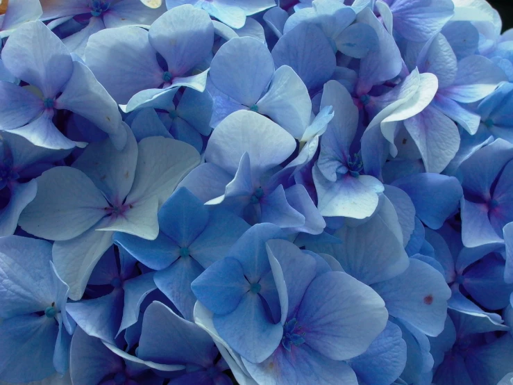 blue flowers are displayed in a vase