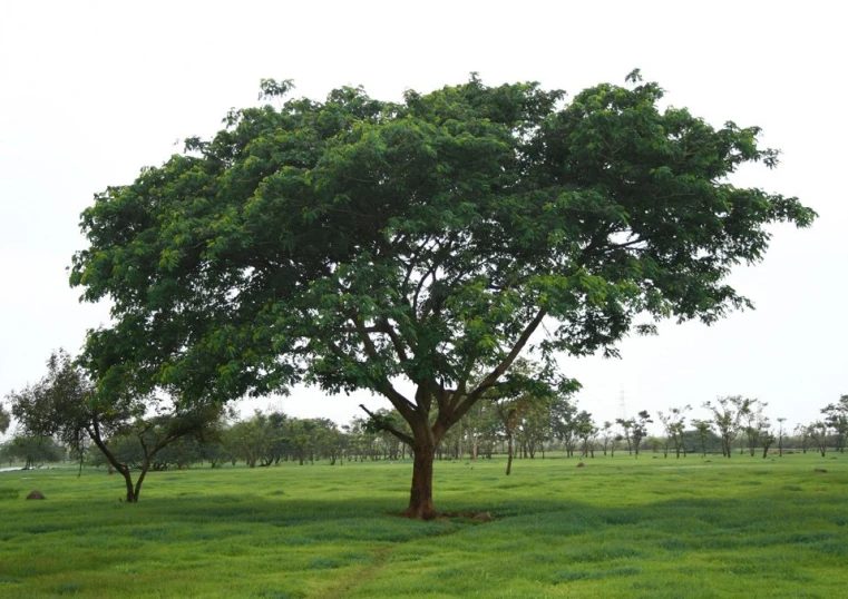 there is a tree in the middle of a green field