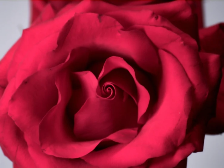 a close up of a red rose on white