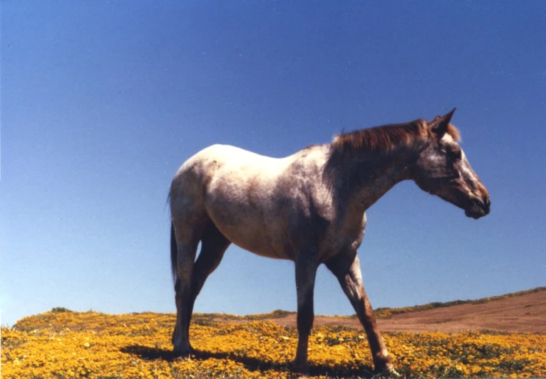 the horse is standing on a hill with yellow flowers