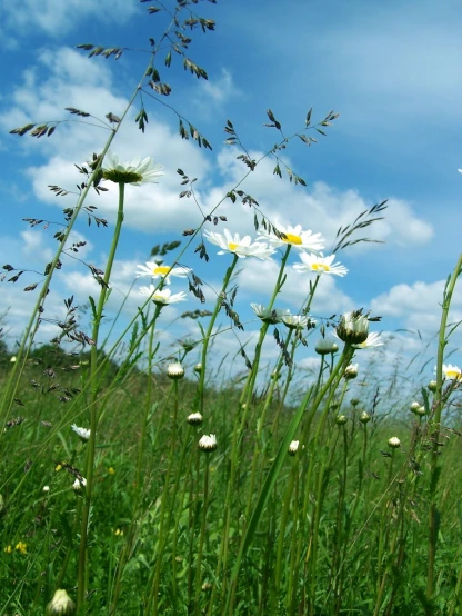 white flowers on a green field with the sky in the background