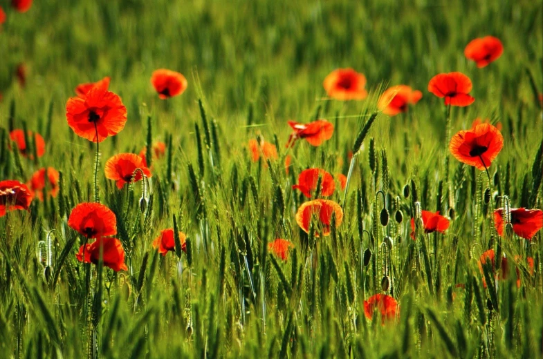 the field is full of red flowers and green grass