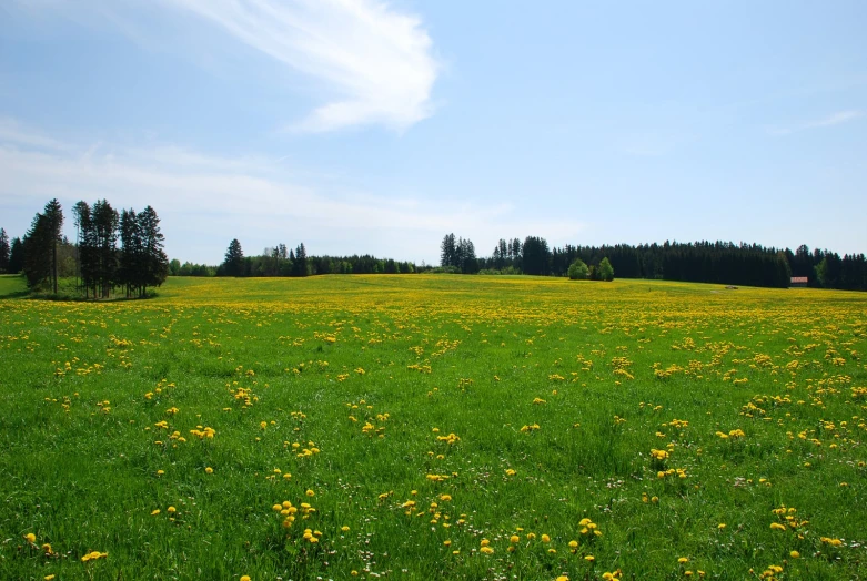 large open field with yellow flowers in the foreground