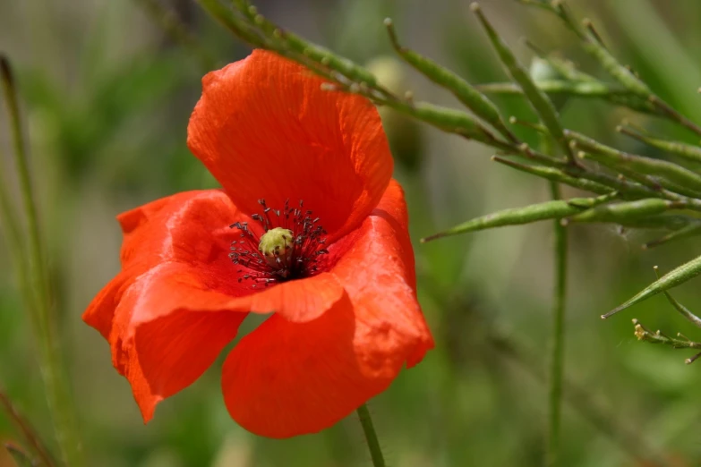 an orange flower that is near some green grass