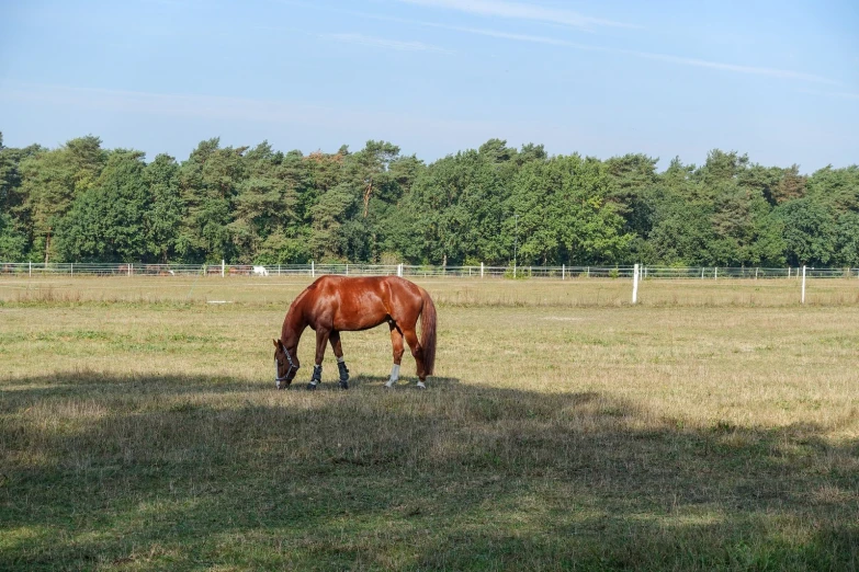 a horse grazing in an enclosed field surrounded by trees