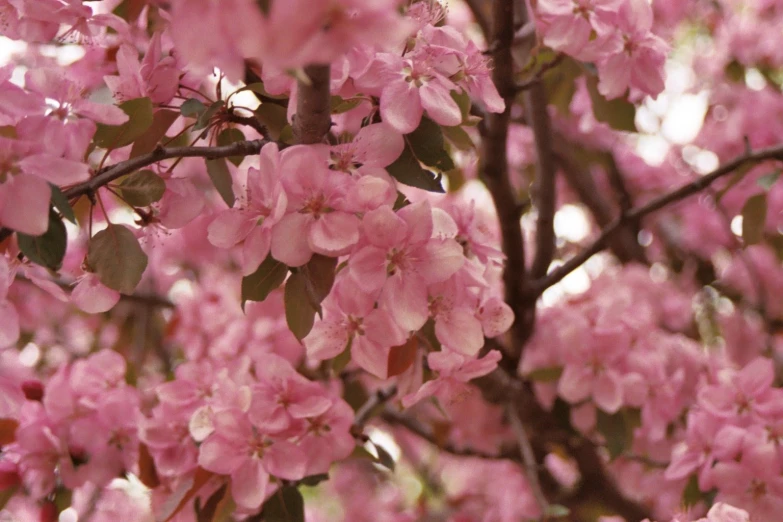 the pink blossoms of a tree are all blooming