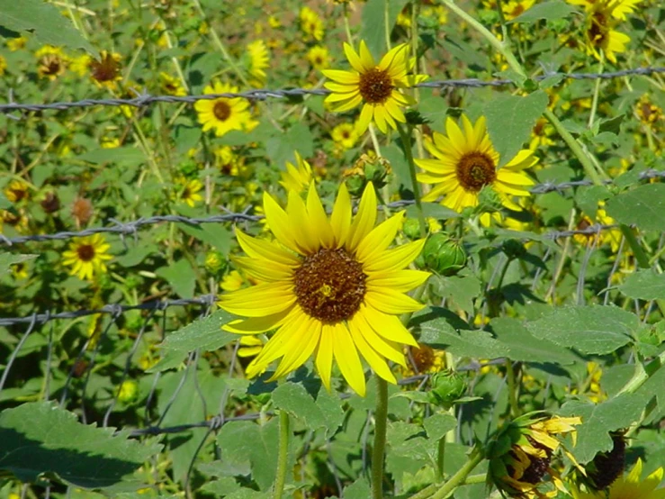 sunflowers grow by the fence in the grass