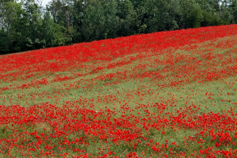 red flowers are growing along the hill side
