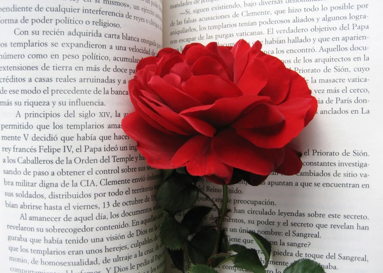 a rose that is sitting on top of a book