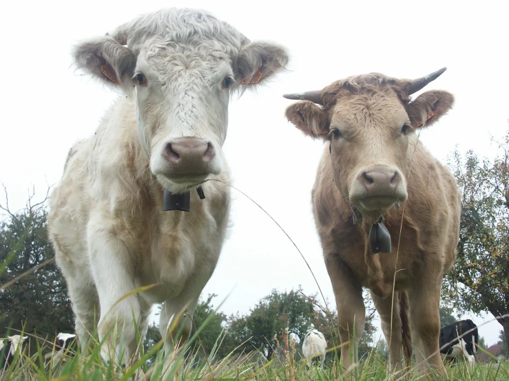 two cows are standing in tall grass and one has its nose on another