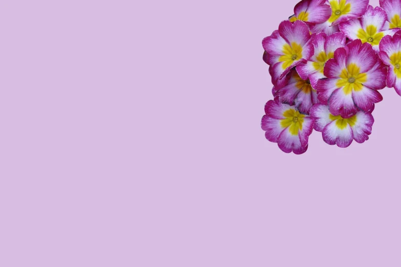 some flowers that are on a pink background