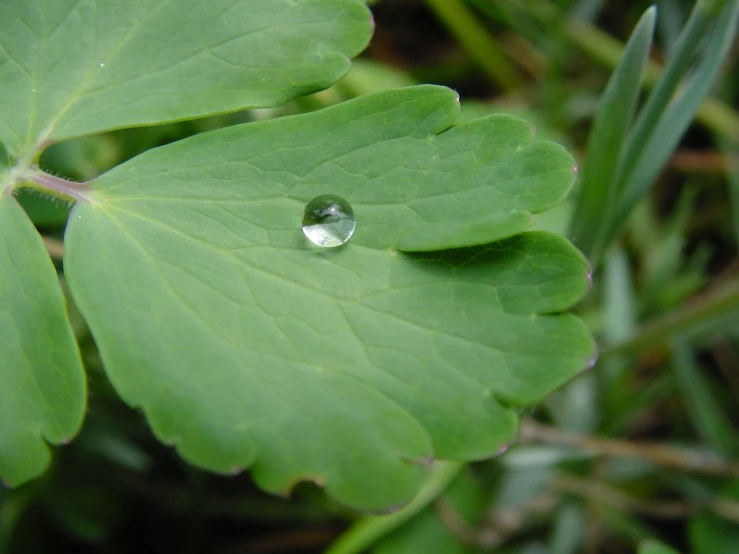 the dew is attached to the leaf of the plant