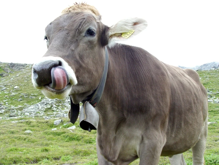 the cow has its tongue out with an open mouth