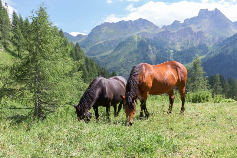 two horses graze in the grass, and mountain range behind them