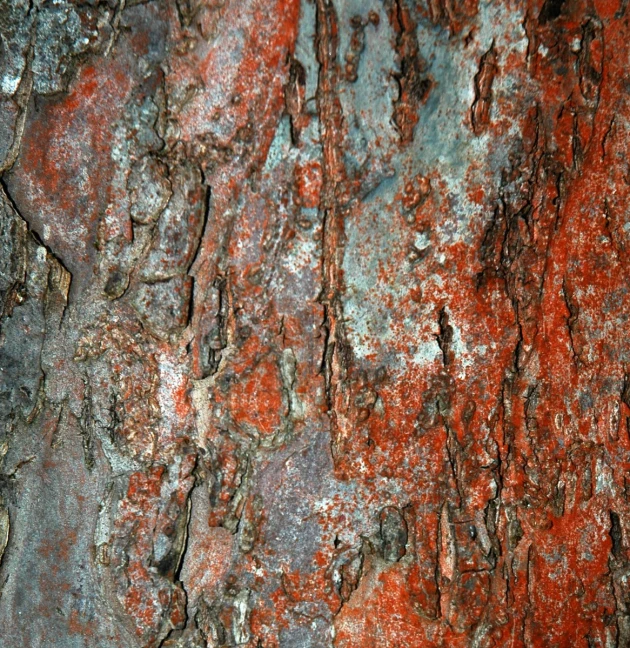 the red colors of bark on the tree shows very reddish