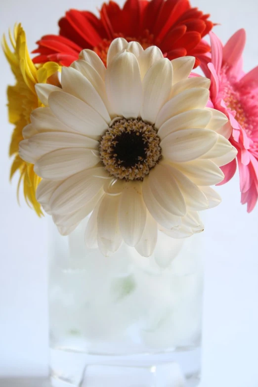 two different colored flowers in a clear vase