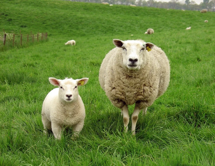 two sheep stand in a grassy field next to a fence