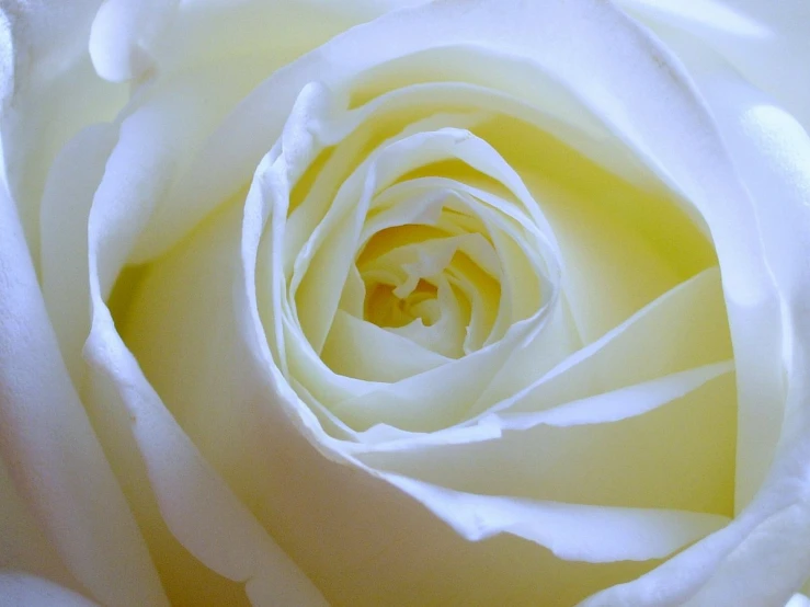 the top view of the yellow rose is showing its petals