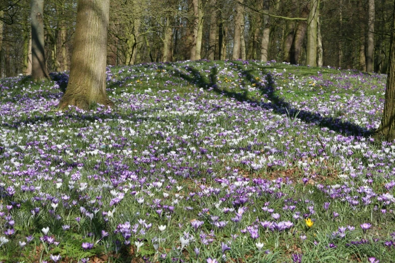 purple flowers cover the ground next to trees