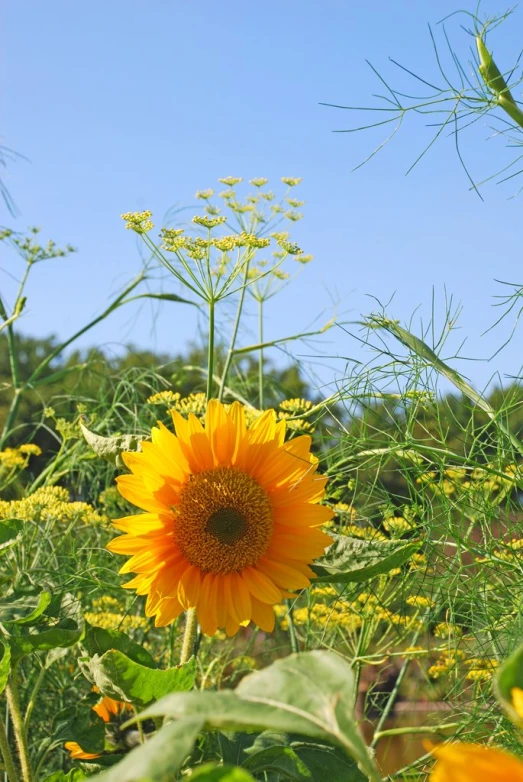 sunflowers in the foreground with green plants, under blue sky