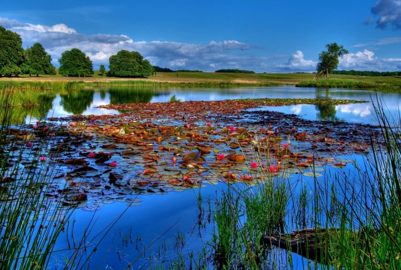 a pond that has a bunch of plants in it