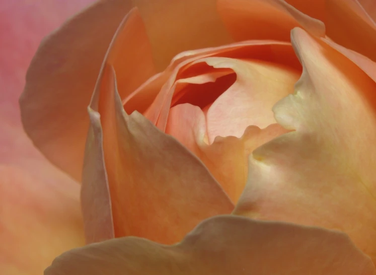 an orange rose with a pink background