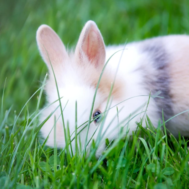 a bunny rabbit laying on a grassy field