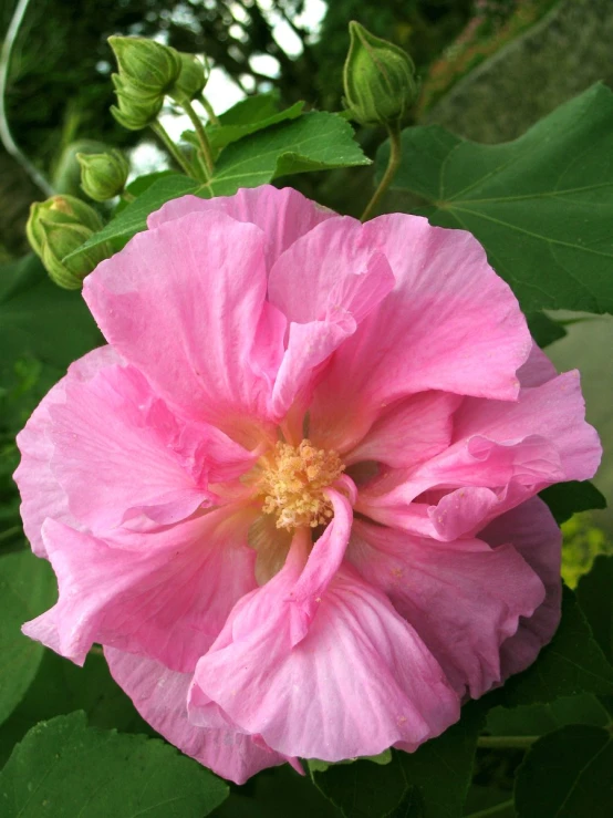 pink flowers blooming on the back side of the plant