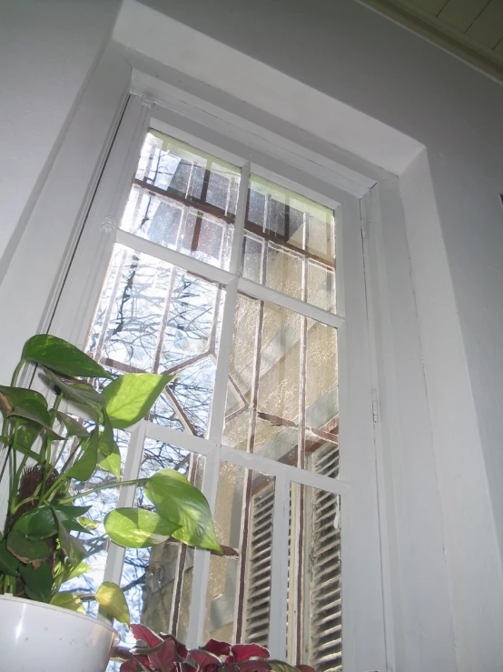 a window filled with lots of leaves next to a plant