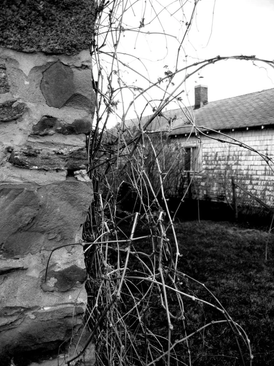 a old house with a vine growing around it