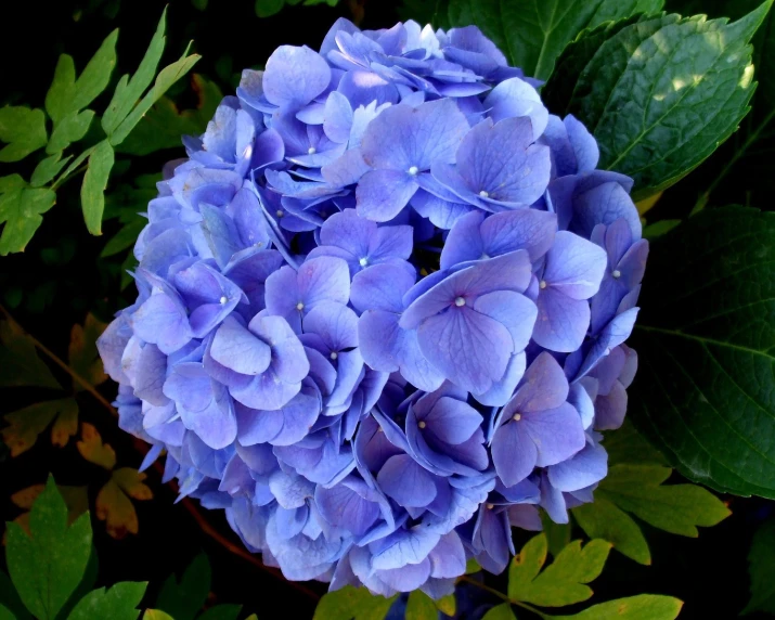 a blue flower in the middle of some leaves