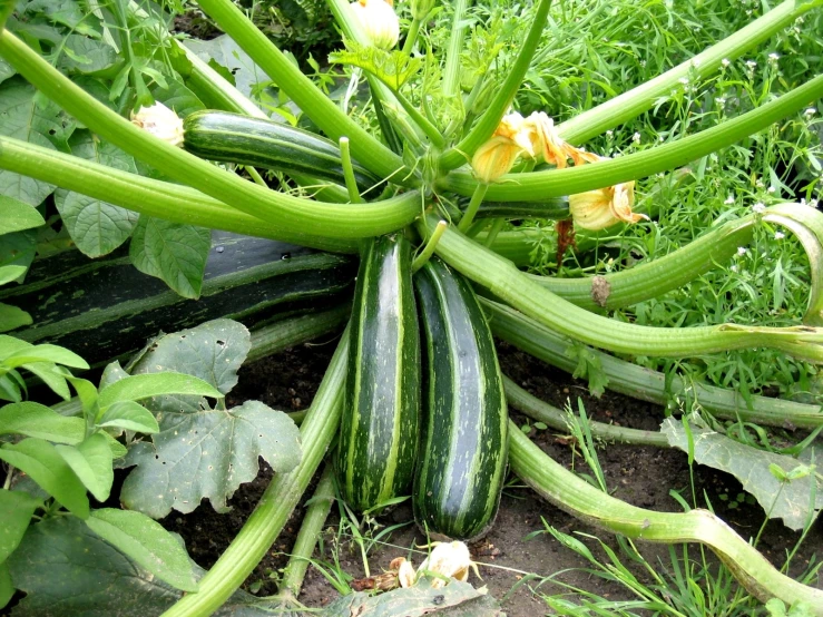 some zucchini growing on the ground in the grass