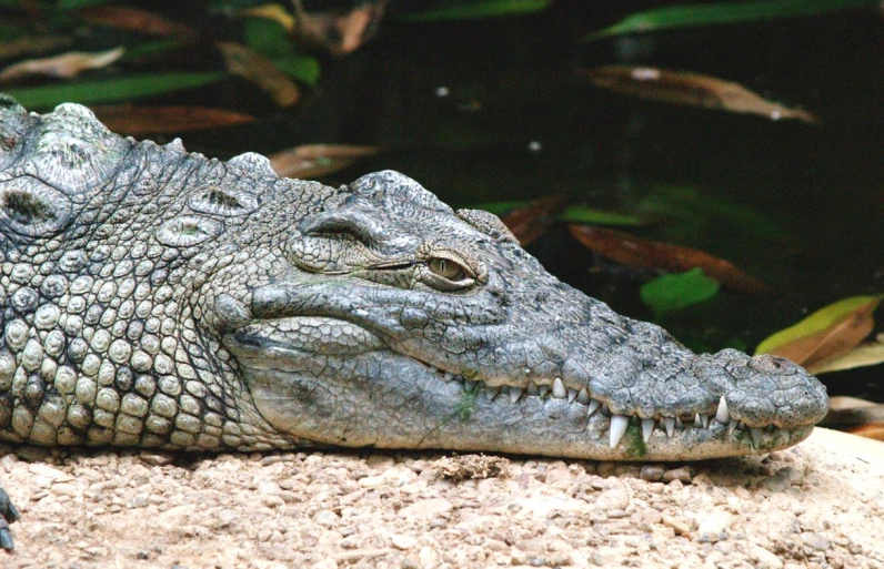 a close up of a crocodile laying on the sand