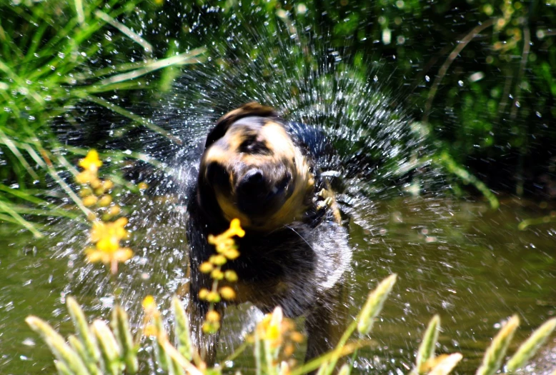 the dog is shaking himself with his face in the water