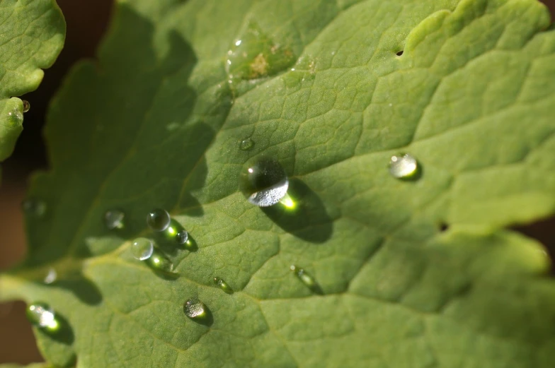 drops on the green leaves of a plant