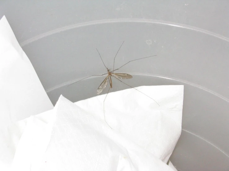 a mosquito that is sitting on top of a white blanket